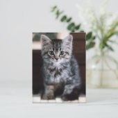 Kutest Baby Animals | Keuten op pianoketoestel Briefkaart (Staand voorkant)