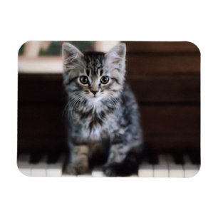 Kutest Baby Animals   Keuten op pianoketoestel Magneet