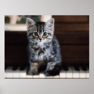Kutest Baby Animals   Keuten op pianoketoestel Poster
