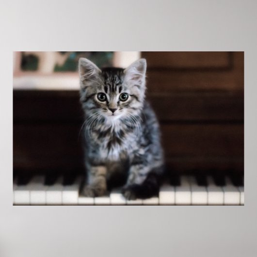 Kutest Baby Animals | Keuten op pianoketoestel Poster (Voorkant)