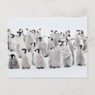 Kutest Baby Animals   Kippen van keizer Penguin Briefkaart