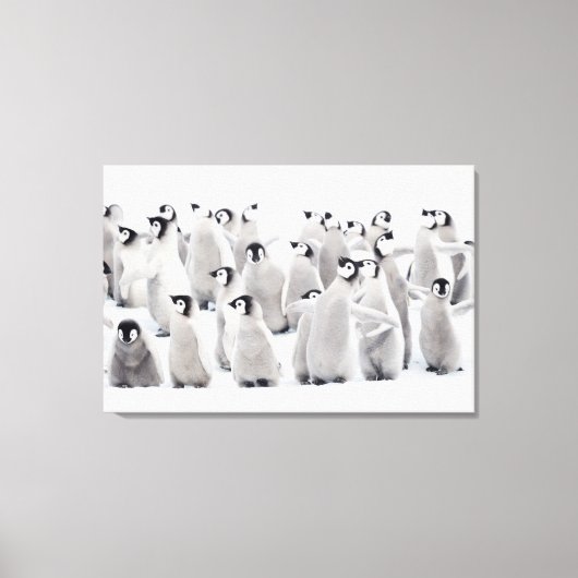 Kutest Baby Animals | Kippen van keizer Penguin Canvas Afdruk (Voorkant)