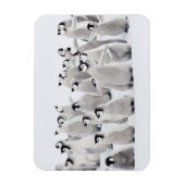 Kutest Baby Animals | Kippen van keizer Penguin Magneet (Verticaal)