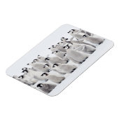 Kutest Baby Animals | Kippen van keizer Penguin Magneet (Linkerzijde)