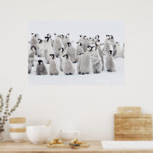 Kutest Baby Animals | Kippen van keizer Penguin Poster (Keuken)