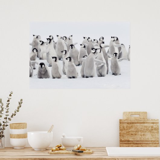 Kutest Baby Animals | Kippen van keizer Penguin Poster (Keuken)