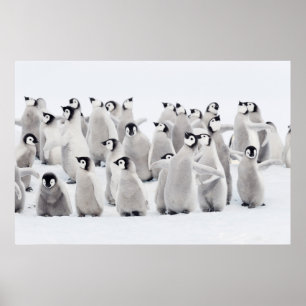 Kutest Baby Animals Kippen van keizer Penguin Poster