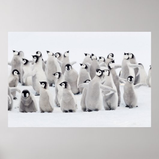 Kutest Baby Animals | Kippen van keizer Penguin Poster (Voorkant)