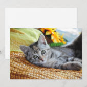 Kutest Baby Animals | Kitten Lounging Bedankkaart (Voorkant / Achterkant)