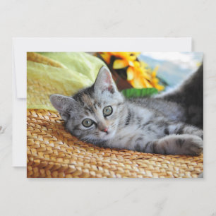 Kutest Baby Animals   Kitten Lounging Bedankkaart