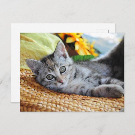 Kutest Baby Animals | Kitten Lounging Briefkaart (Voorkant / Achterkant)