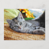 Kutest Baby Animals | Kitten Lounging Briefkaart (Voorkant)