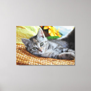 Kutest Baby Animals   Kitten Lounging Canvas Afdruk