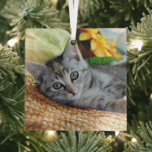 Kutest Baby Animals Kitten Lounging Glas Ornament