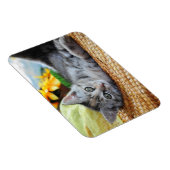 Kutest Baby Animals | Kitten Lounging Magneet (Rechterzijde)