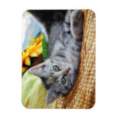 Kutest Baby Animals | Kitten Lounging Magneet (Verticaal)