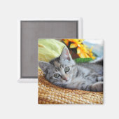 Kutest Baby Animals | Kitten Lounging Magneet (Voorkant / Achterkant)