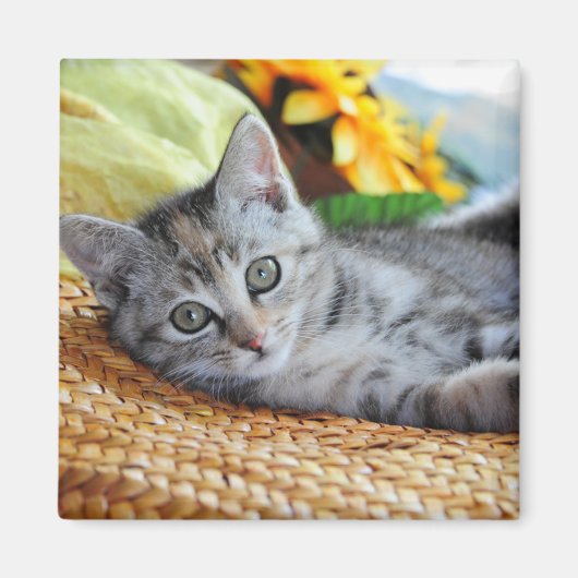 Kutest Baby Animals | Kitten Lounging Magneet (Voorkant)