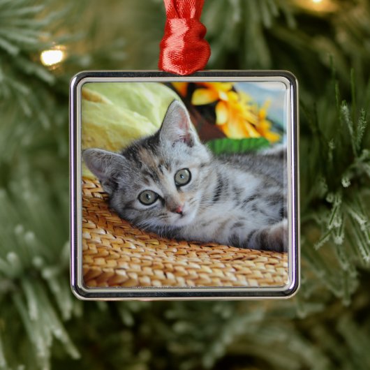 Kutest Baby Animals | Kitten Lounging Metalen Ornament (Boom)