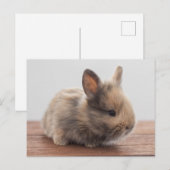 Kutest Baby Animals | Kleine Baby Bunny Briefkaart (Voorkant / Achterkant)