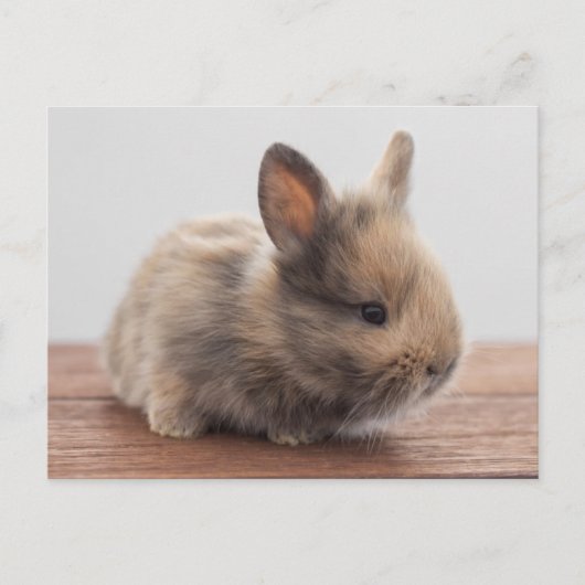 Kutest Baby Animals | Kleine Baby Bunny Briefkaart (Voorkant)