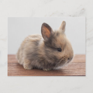 Kutest Baby Animals   Kleine Baby Bunny Briefkaart
