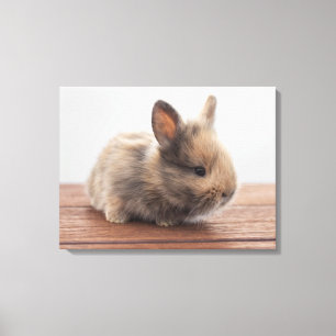 Kutest Baby Animals   Kleine Baby Bunny Canvas Afdruk