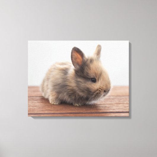 Kutest Baby Animals | Kleine Baby Bunny Canvas Afdruk (Voorkant)