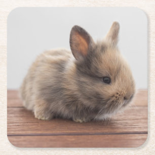 Kutest Baby Animals   Kleine Baby Bunny Kartonnen Onderzetters