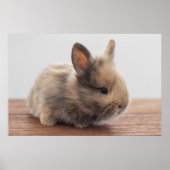 Kutest Baby Animals | Kleine Baby Bunny Poster (Voorkant)