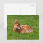 Kutest Baby Animals | Kleine Fawn Briefkaart (Voorkant / Achterkant)