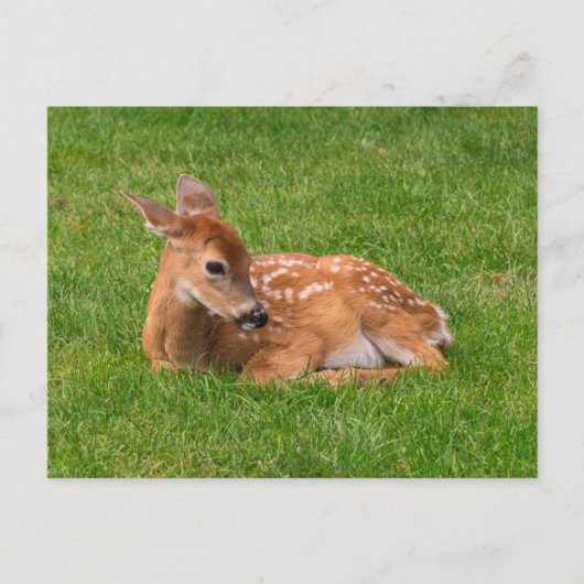 Kutest Baby Animals | Kleine Fawn Briefkaart (Voorkant)