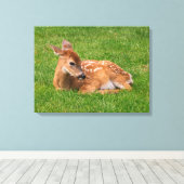 Kutest Baby Animals | Kleine Fawn Canvas Afdruk (Insitu (Houten vloer))