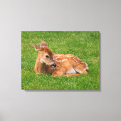Kutest Baby Animals | Kleine Fawn Canvas Afdruk (Voorkant)