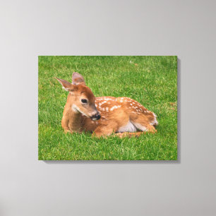 Kutest Baby Animals   Kleine Fawn Canvas Afdruk
