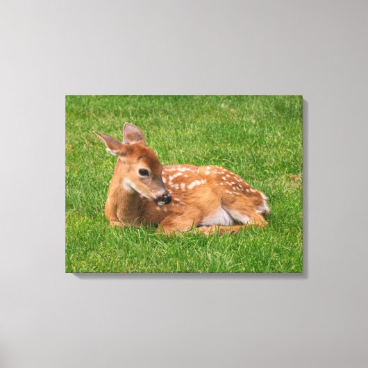 Kutest Baby Animals | Kleine Fawn Canvas Afdruk (Voorkant)