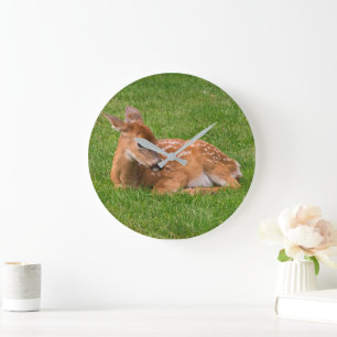Kutest Baby Animals   Kleine Fawn Grote Klok