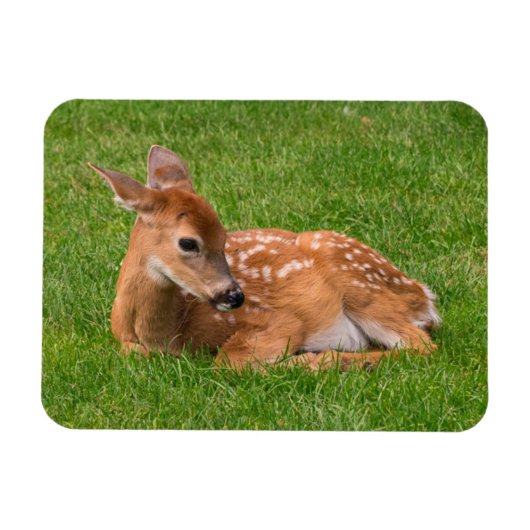 Kutest Baby Animals | Kleine Fawn Magneet (Horizontaal)