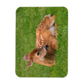 Kutest Baby Animals | Kleine Fawn Magneet (Verticaal)