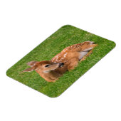 Kutest Baby Animals | Kleine Fawn Magneet (Linkerzijde)