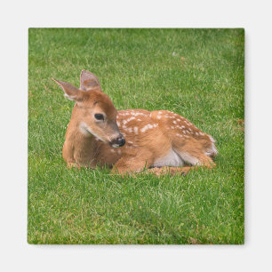 Kutest Baby Animals   Kleine Fawn Magneet