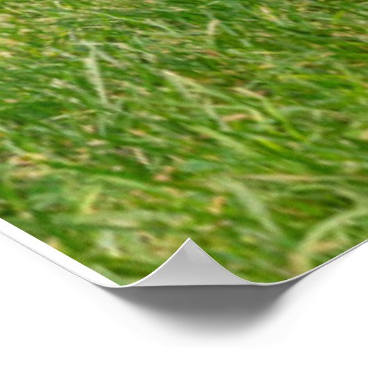 Kutest Baby Animals | Kleine Fawn Poster (Hoek)