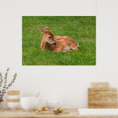 Kutest Baby Animals | Kleine Fawn Poster (Keuken)