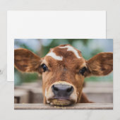 Kutest Baby Animals | Kleine Koe Calf Bedankkaart (Voorkant / Achterkant)