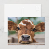 Kutest Baby Animals | Kleine Koe Calf Briefkaart (Voorkant / Achterkant)