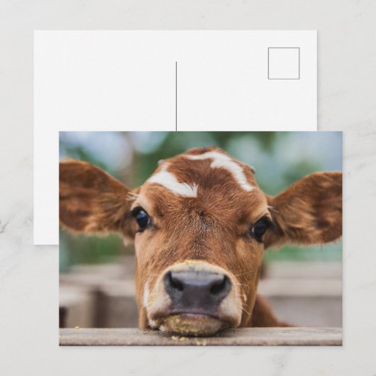 Kutest Baby Animals | Kleine Koe Calf Briefkaart (Voorkant / Achterkant)