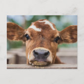 Kutest Baby Animals | Kleine Koe Calf Briefkaart (Voorkant)