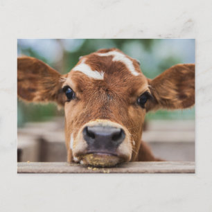Kutest Baby Animals   Kleine Koe Calf Briefkaart