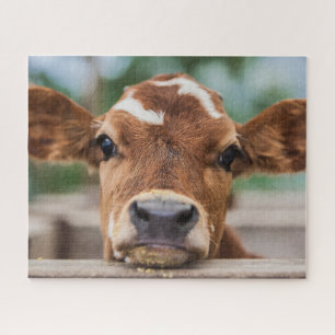 Kutest Baby Animals   Kleine Koe Calf Legpuzzel