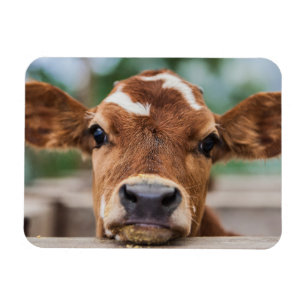Kutest Baby Animals   Kleine Koe Calf Magneet